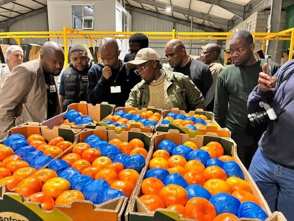 NYDA Deputy Chairperson and ASPIRE CEO Visit Youth-Owned Citrus Farm in Raymond Mhlaba Municipality